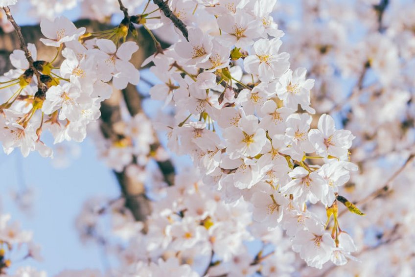 South Korea Jinhae Cherry Blossom Festival