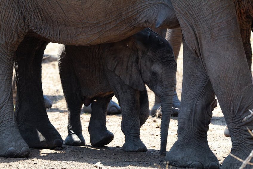 Sri Lanka Yala Elephant Gathering