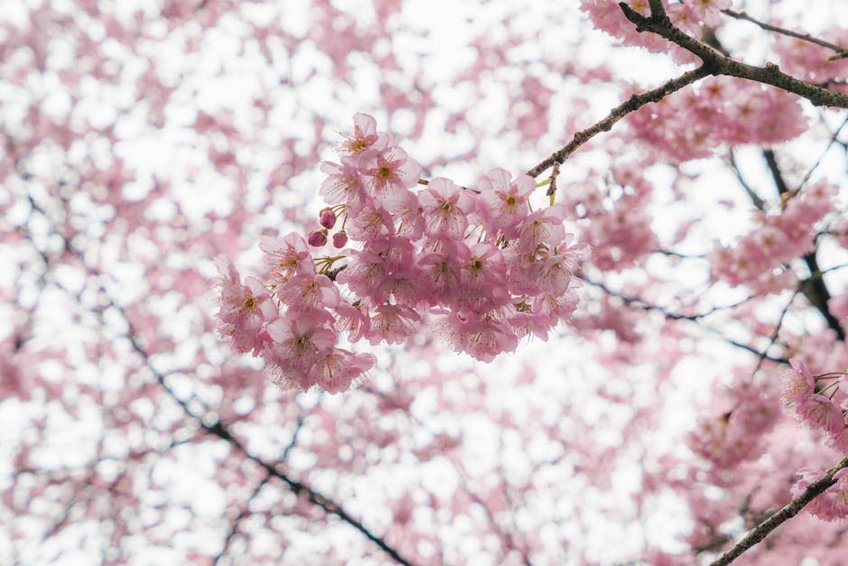 Taiwan Yangmingshan Cherry Festival