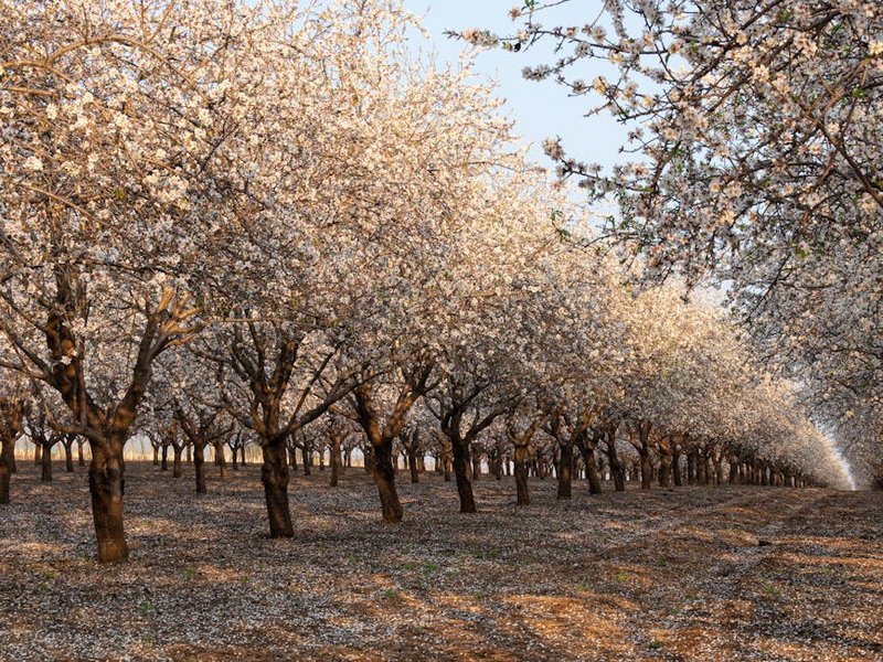 Turkey Ankara Almond Blossom Route
