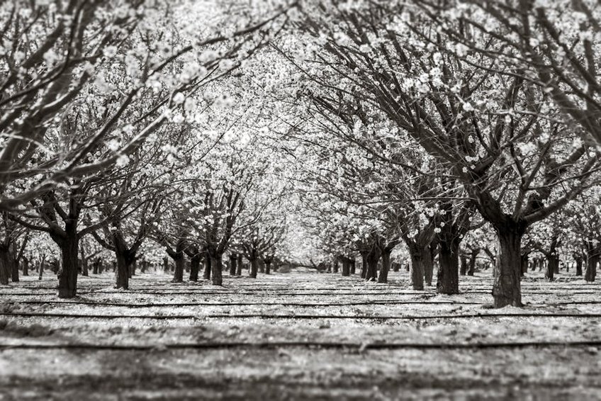 Turkey Ankara Almond Blossom Route