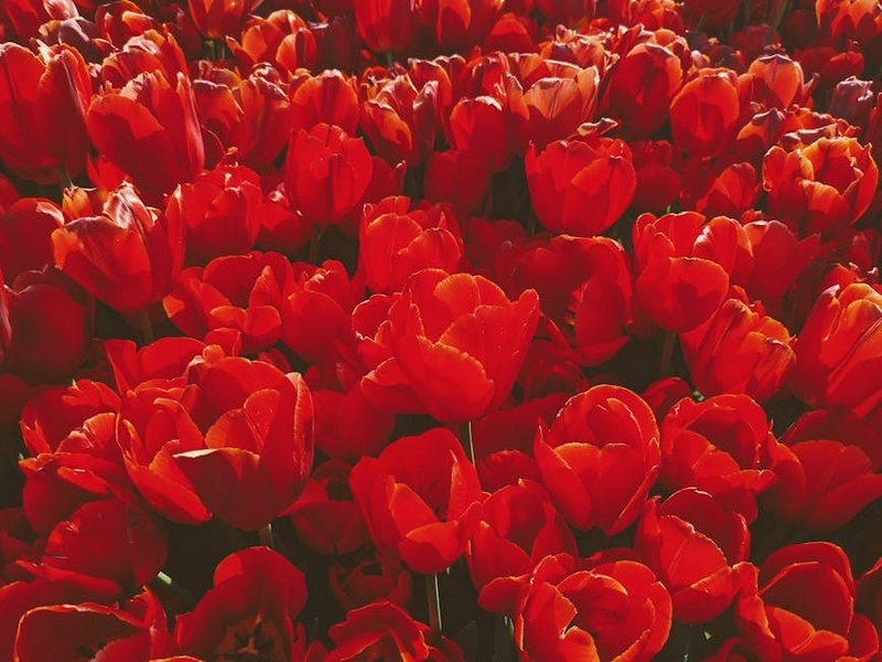 Turkey Istanbul Tulip Festival