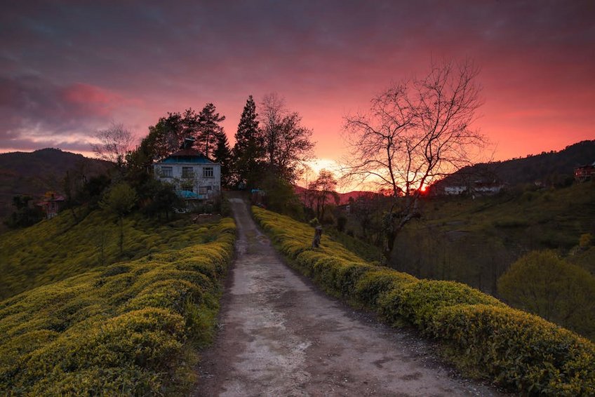 Tea Garden Visits in Rize