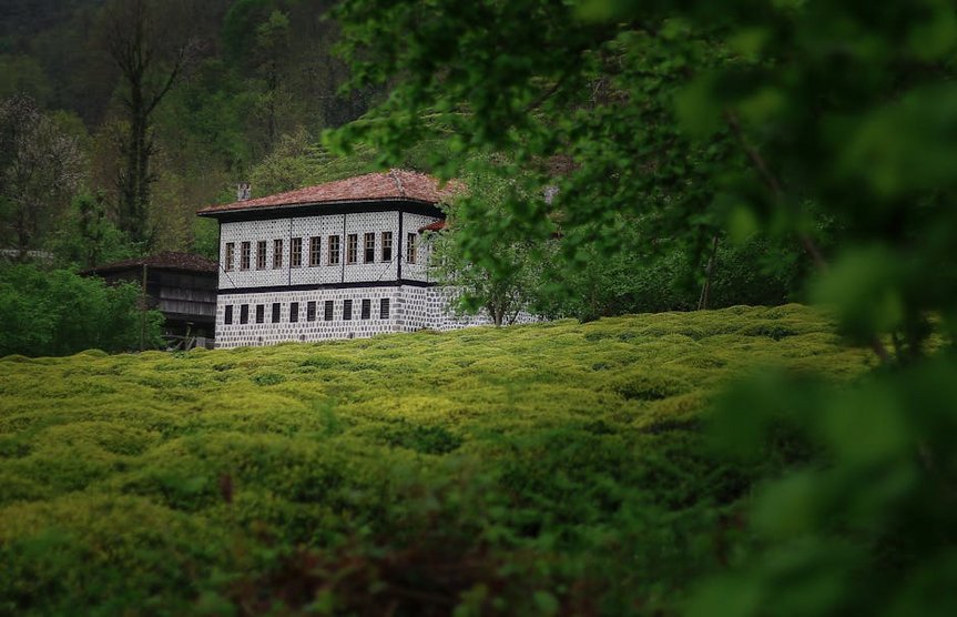 Tea Garden Visits in Rize
