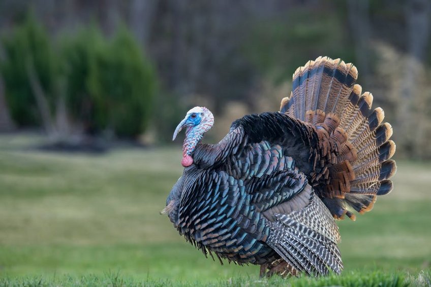 Gokceada Travel Guide