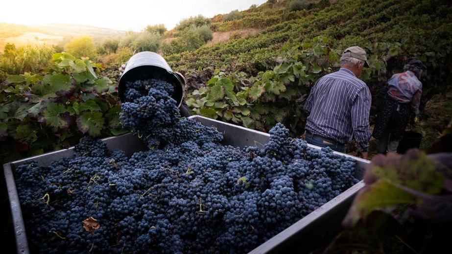 Grape Harvest Experience in the Aegean