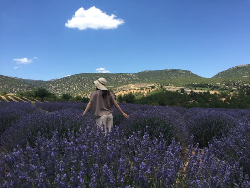 Lavender Fields Guide in Turkey