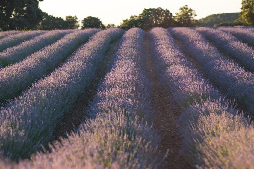 Lavender Fields in Thrace