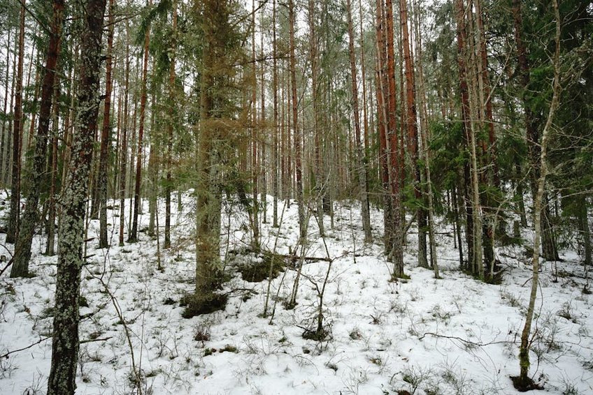 Nordic Experience in Helsinki