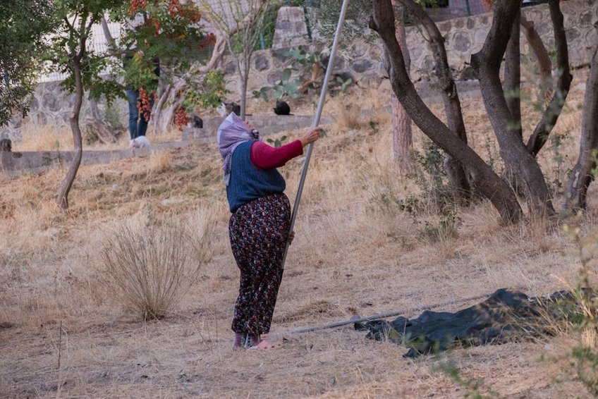 Olive Harvest Experience in the Aegean