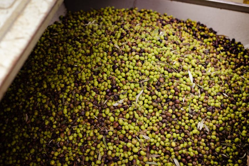 Olive Harvest Experience in the Aegean