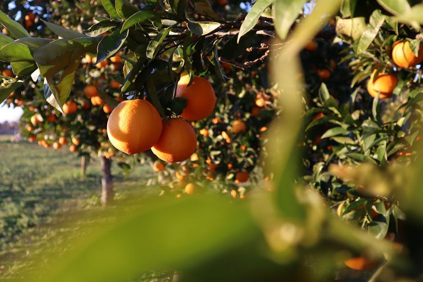 Orange Orchard Tours in the Mediterranean