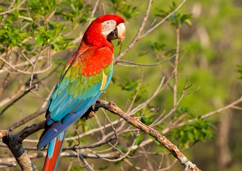 Pantanal Nature Tour in Brazil