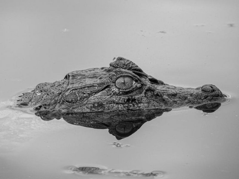 Pantanal Nature Tour in Brazil