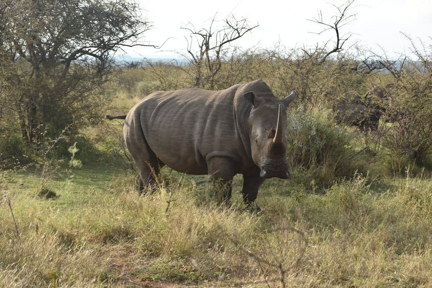 Safari Experience in Africa