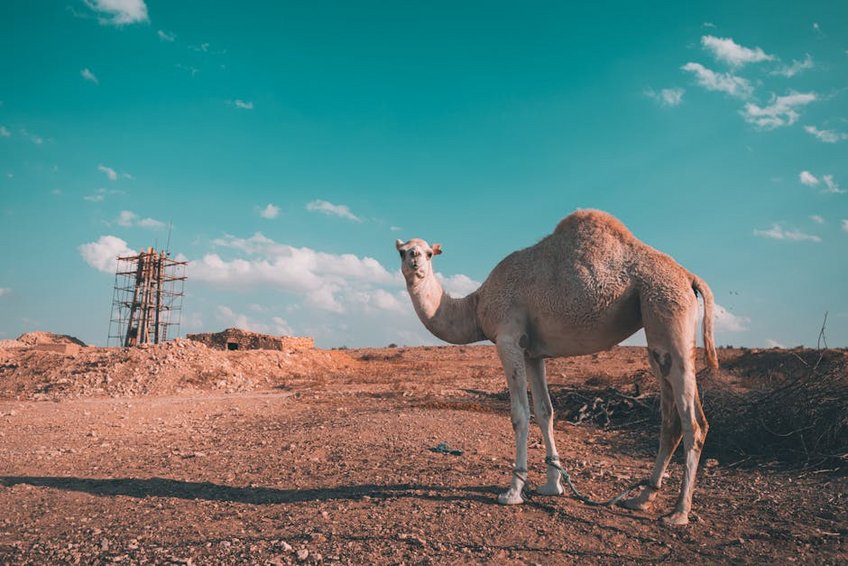 Sahara Desert Experience in Tunisia