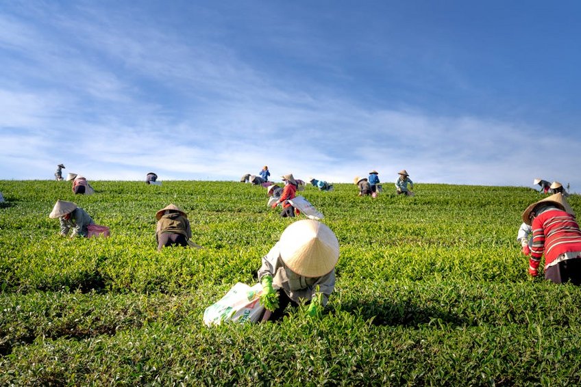 Tea Harvest Tour in the Black Sea
