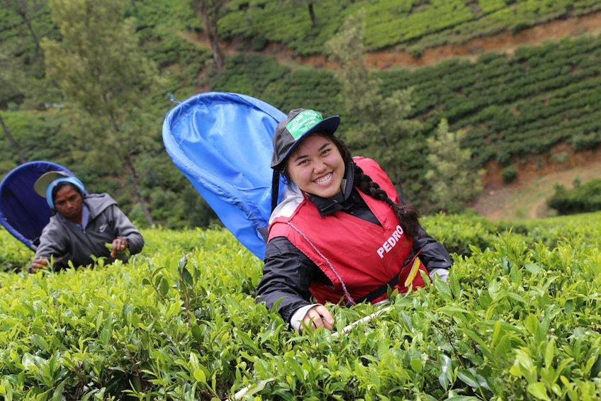 Tea Plantation Tours in Sri Lanka